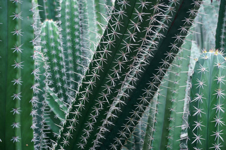 photo of big cactus tree in garden