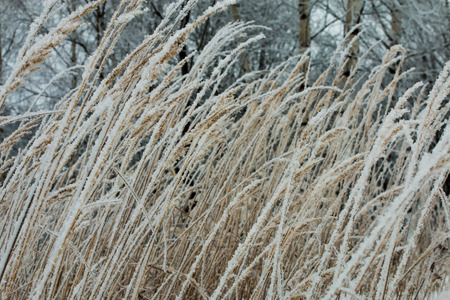 icy grassの写真素材