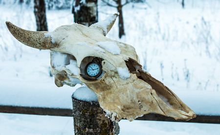 pocket watch in the orbit of cow skullの写真素材