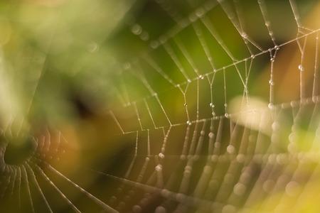 cobweb on a background of green plantsの写真素材