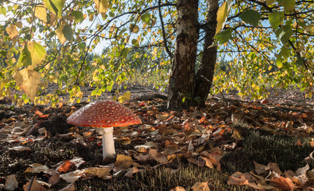 Red Mushroom on a Sunny Dayの写真素材