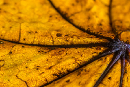 Orange Maple Leaf Macro Shotの写真素材