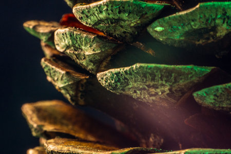 Pine Cone Petalsの写真素材