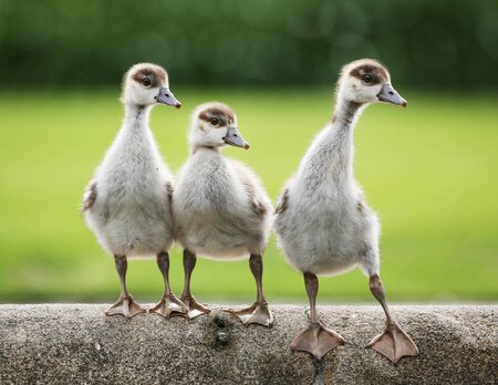 Young ducklings on a stone wall.の写真素材