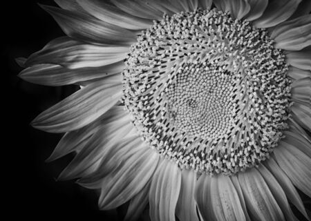 Sunflower with black background.の写真素材
