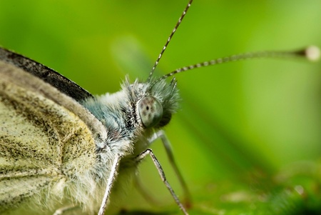 White butterfly Pieris brassicaeの写真素材