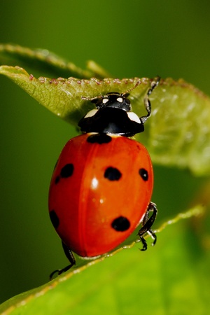 Ladybird on the leafの写真素材