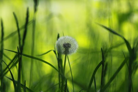 Dandelionの写真素材