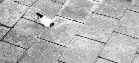 Small dog lying on concrete pattern shot from aboveの写真素材