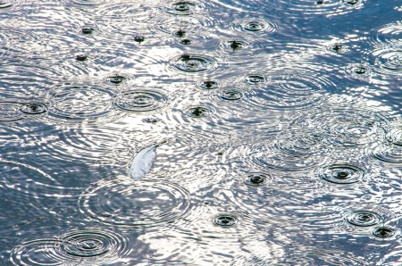 Single white feather floating in the rain falling on a lakeの写真素材