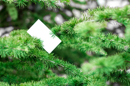 Blank business card stuck between branches on a tree