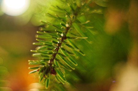 Christmas tree twig.