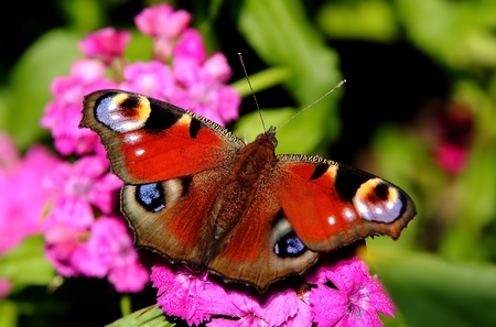 The big colour butterfly on a pink flowerの写真素材