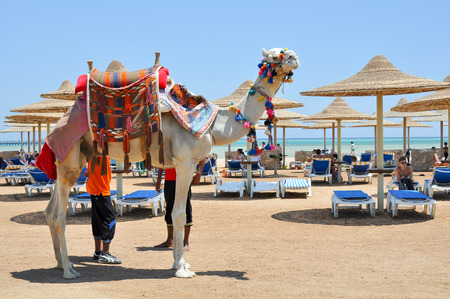 MAKADI BAY, EGYPT - JULY 9,2012: the Guy rides on a camel on the beach in Makadi Bay. Egyptのeditorial素材
