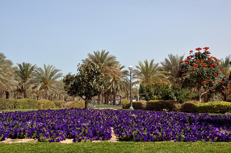 Tropical Park with flowers and green grassの写真素材