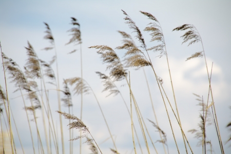 common reed stern on the cloudy sky backgroundの写真素材