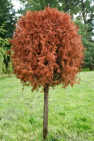 dry dead thuja on a green lawnの写真素材
