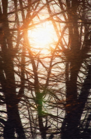 bright sun rays in the trees branchesの写真素材