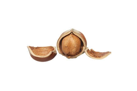 broken hazelnut with pieses of peel isolated on white backgroundの写真素材