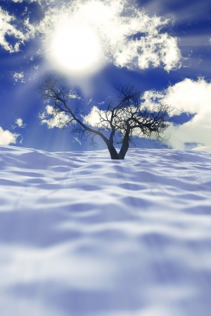 one dry tree on snow field with sun rays and cloudsの写真素材