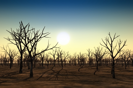 old dried forest during a drought sunsetの写真素材