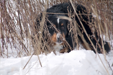 bernese mountain dog goes at snow dry reedの写真素材