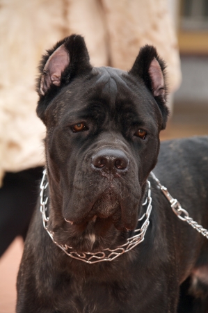 cane corso dog in collarの写真素材