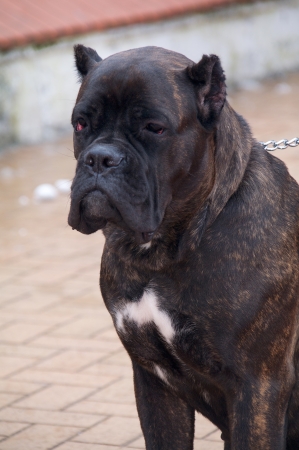 cane corso dog sitting in collarの写真素材