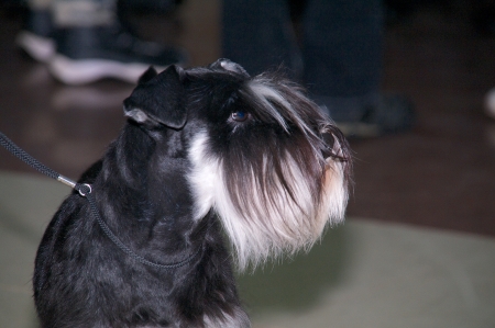 Miniature Schnauzer in collarの写真素材