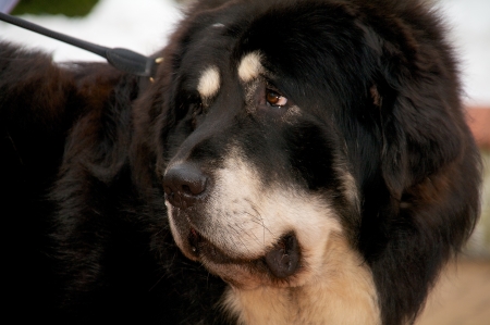 Tibetan Mastiff sadnessの写真素材
