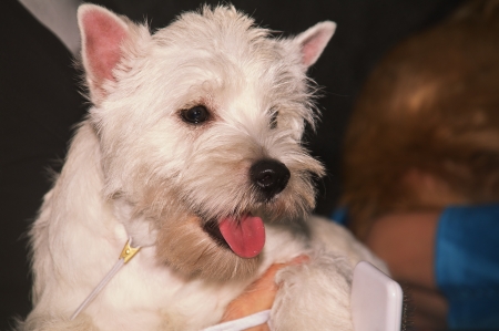 West Highland White Terrier in woman handsの写真素材