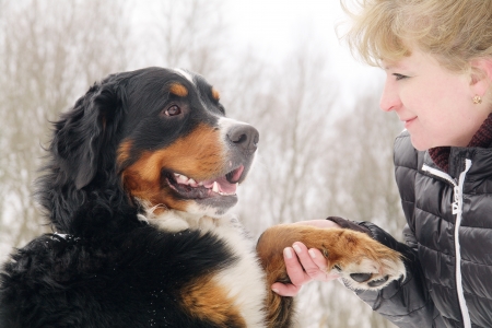 bernese mountain dog with womanの写真素材
