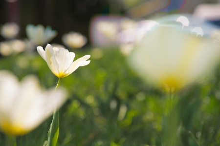 white tulips on green laneの写真素材