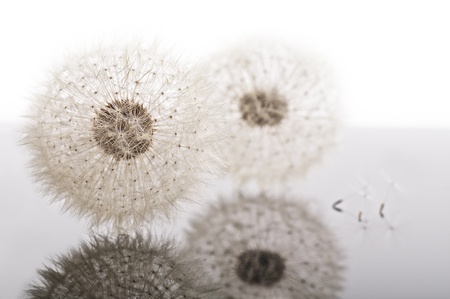 dandelion blowballs with reflections on gray backgroundの写真素材