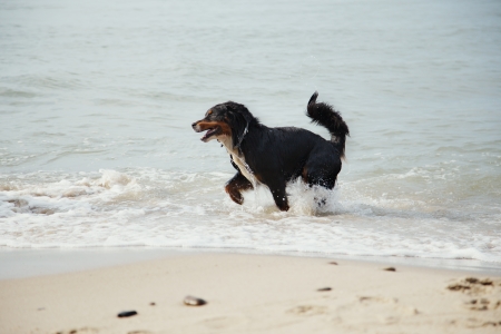 bernese mountain dog walks in water at summer sea beachの写真素材