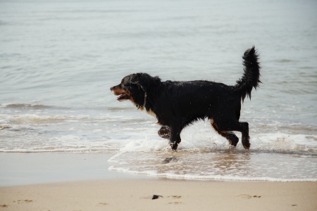 bernese mountain dog walks in water at summer sea beachの写真素材