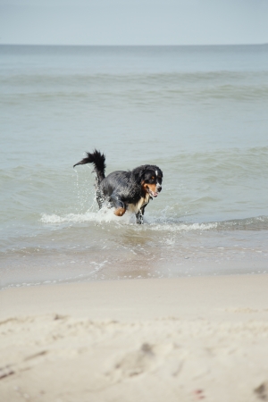 bernese mountain dog walks in water at summer sea beachの写真素材
