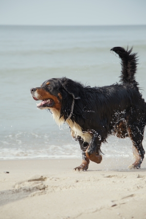 bernese mountain dog in water drops walks at summer sea beachの写真素材