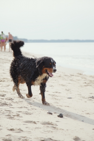 bernese mountain dog in water drops walks at summer sea beachの写真素材