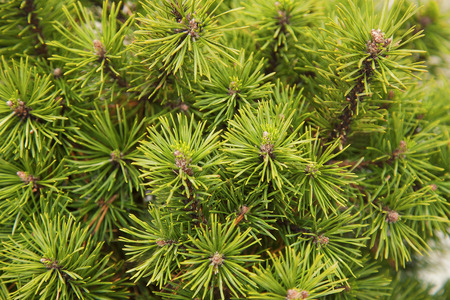 undecorated fir tree twigs closeupの写真素材