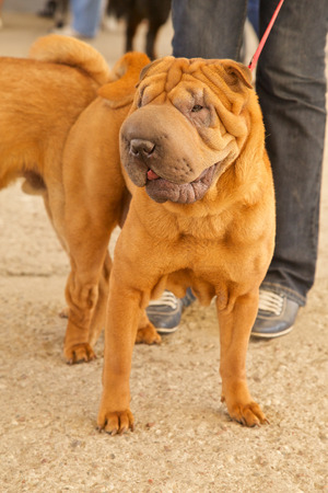 young sharpei at the streetの写真素材