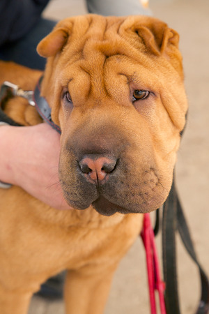 head of young sad sharpeiの写真素材