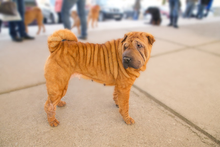 young sharpei at the streetの写真素材