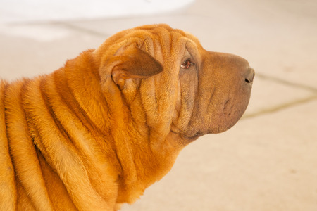 head of young sad sharpeiの写真素材