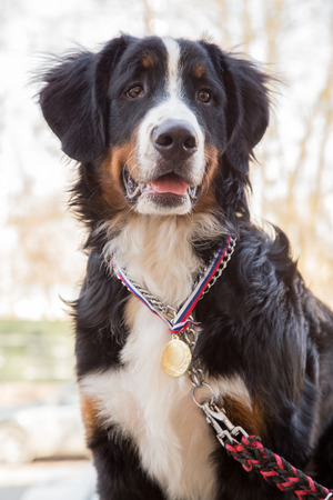 bernese mountain dog champion with medal sittingの写真素材