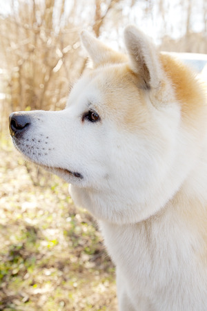 young akita dog head looking asideの写真素材