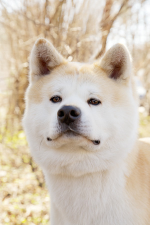 young akita dog looking in cameraの写真素材