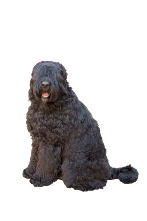 giant schnauzer sitting isolated on white backgroundの写真素材