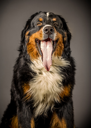 bernese mountain dog in studio showing his tongueの写真素材