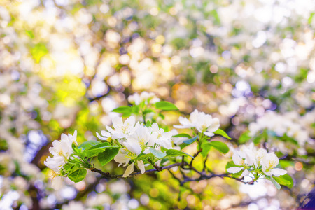twigs with blossoming white flowers